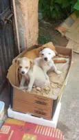 Filhotinhos