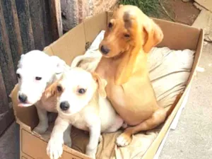 Cachorro raça SRD idade 2 a 6 meses nome Filhotinhos
