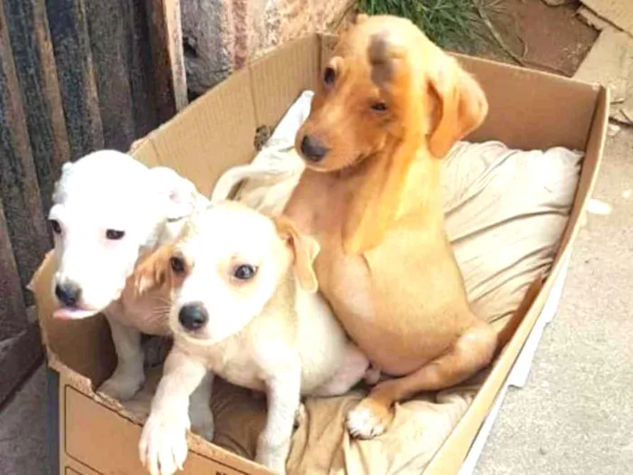 Cachorro ra a SRD idade 2 a 6 meses nome Filhotinhos