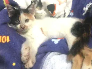 Gato raça SRD idade 2 a 6 meses nome Lindinha