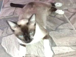 Gato raça Siamês  idade 2 anos nome Ravena