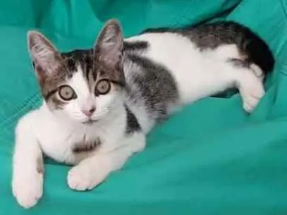 Gato ra a SRD idade 2 a 6 meses nome Pudim