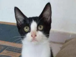 Gato raça Srd idade Abaixo de 2 meses nome Apolo