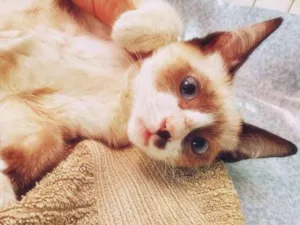 Gato raça SRD idade 2 a 6 meses nome BERALDO MIX