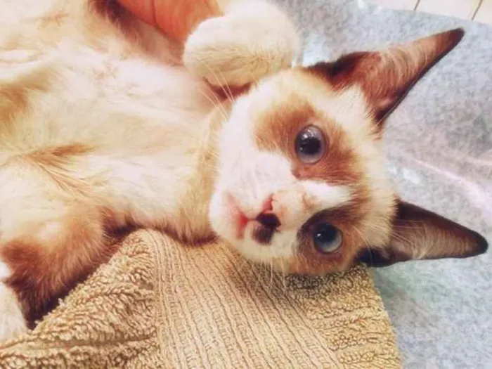 Gato ra a SRD idade 2 a 6 meses nome BERALDO MIX