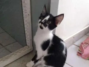 Gato raça Srd idade 2 a 6 meses nome Pedrinho