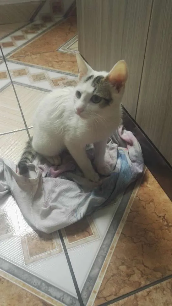 Gato ra a Não sei idade 1 ano nome Lobinho 