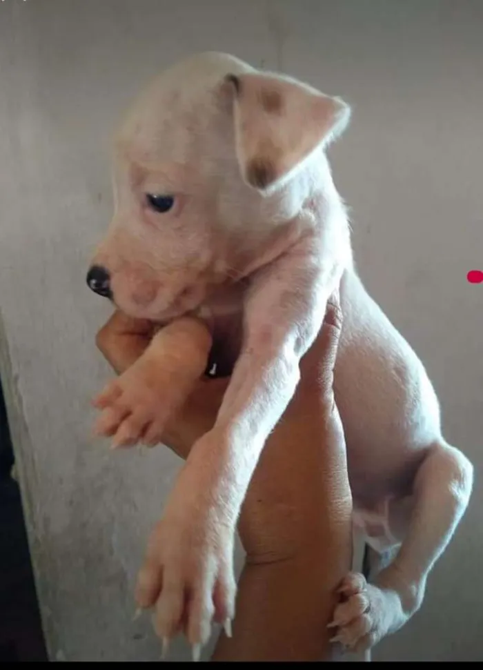 Cachorro raça Vira lata idade 2 a 6 meses nome Sem nome