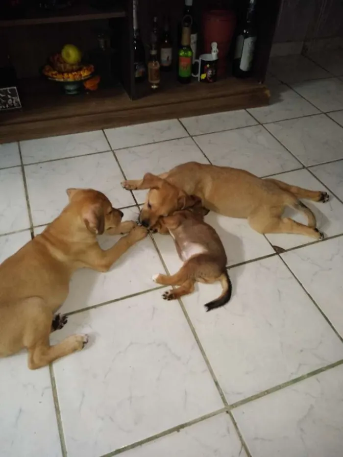 Cachorro raça Indefinida idade 2 a 6 meses nome Pandora,nina,lupa lu