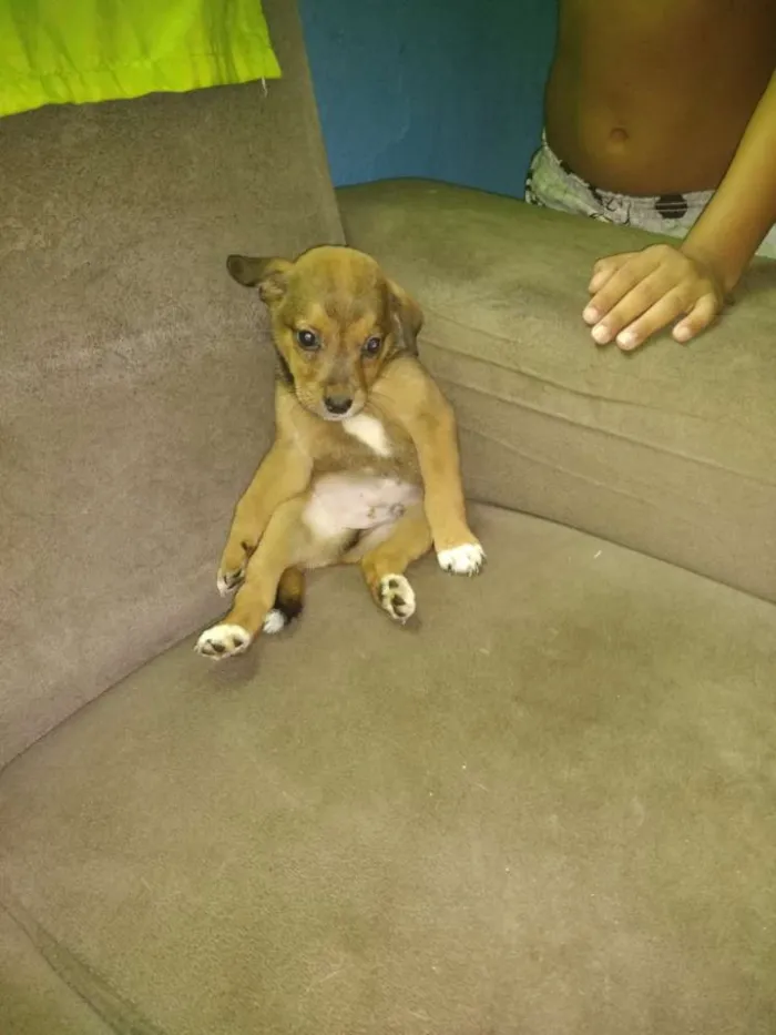 Cachorro raça Indefinida idade 2 a 6 meses nome Pandora,nina,lupa lu