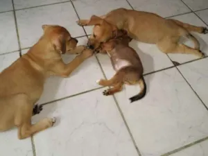 Cachorro raça Indefinida idade 2 a 6 meses nome Pandora,nina,lupa lu