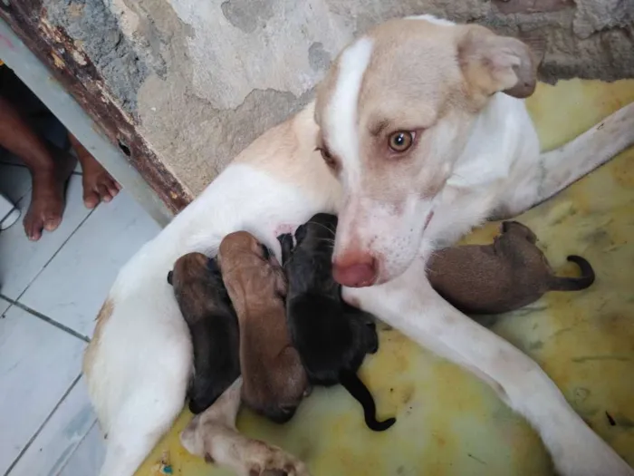 Cachorro raça Indefinida idade 2 a 6 meses nome Pandora,nina,lupa lu