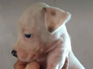 Cachorro raça Vira lata idade 2 a 6 meses nome Sem nome