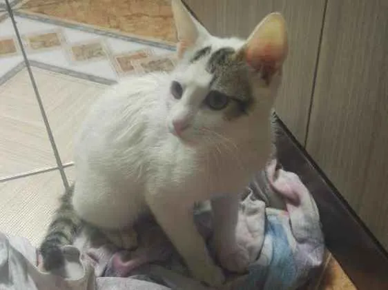 Gato ra a Não sei idade 1 ano nome Lobinho 