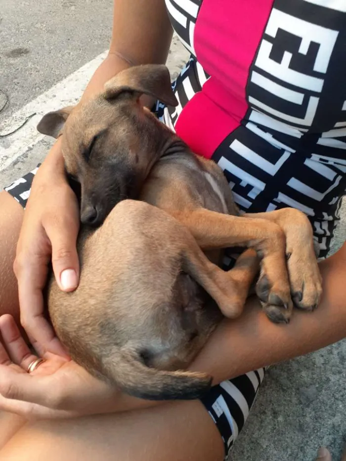 Cachorro ra a Srd idade 2 a 6 meses nome Mari