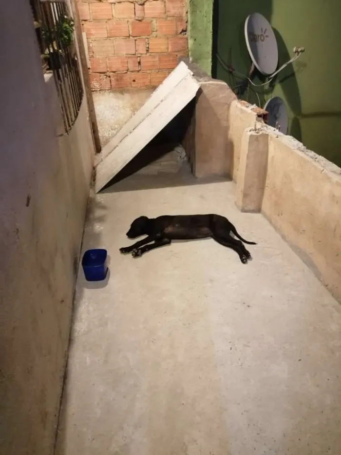 Cachorro ra a Desconhecida idade 7 a 11 meses nome "pretinha"