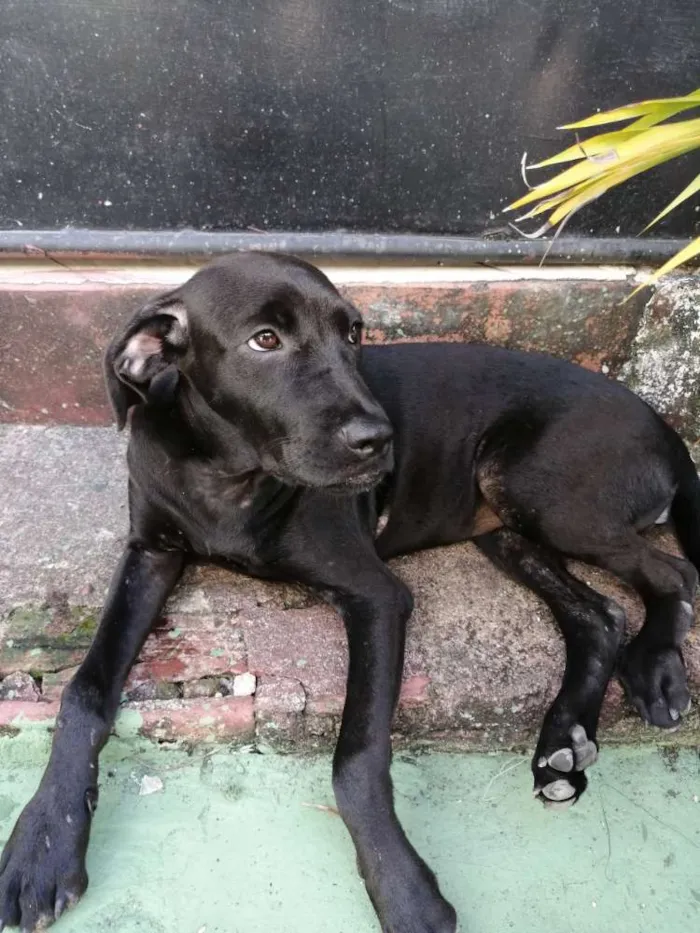 Cachorro ra a Desconhecida idade 7 a 11 meses nome "pretinha"