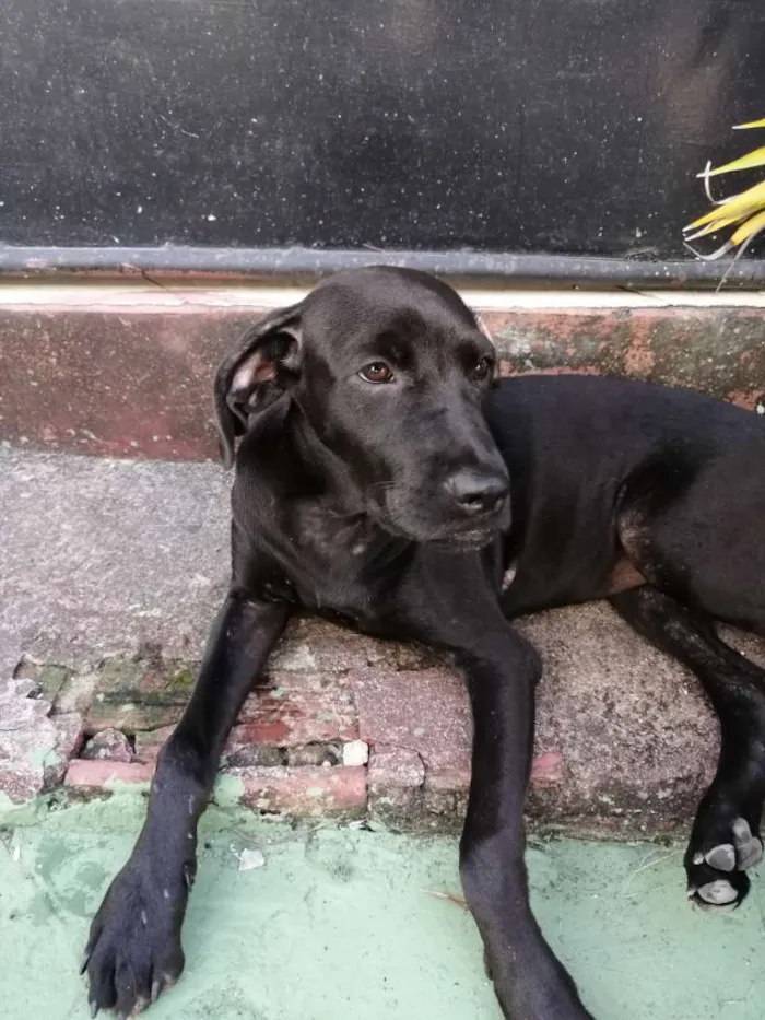 Cachorro ra a Desconhecida idade 7 a 11 meses nome "pretinha"