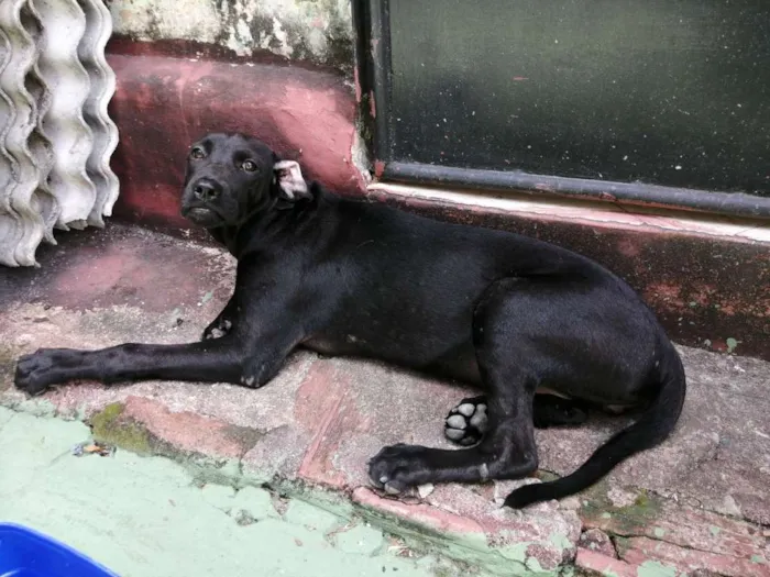 Cachorro ra a Desconhecida idade 7 a 11 meses nome "pretinha"