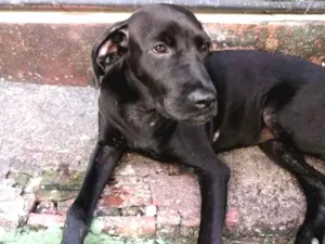 Cachorro raça Desconhecida idade 7 a 11 meses nome "pretinha"