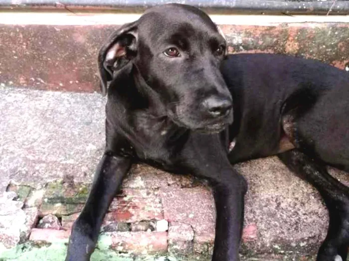 Cachorro ra a Desconhecida idade 7 a 11 meses nome "pretinha"