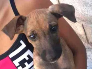 Cachorro raça Srd idade 2 a 6 meses nome Mari