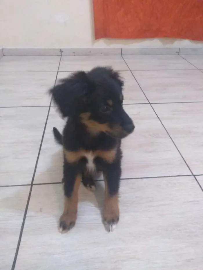 Cachorro ra a Mestiço idade 2 a 6 meses nome Mike