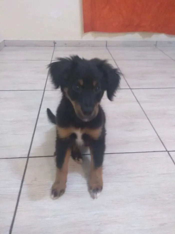 Cachorro ra a Mestiço idade 2 a 6 meses nome Mike