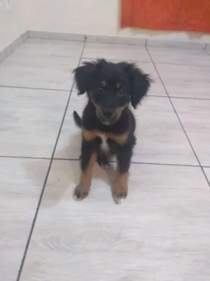 Cachorro raça Mestiço idade 2 a 6 meses nome Mike