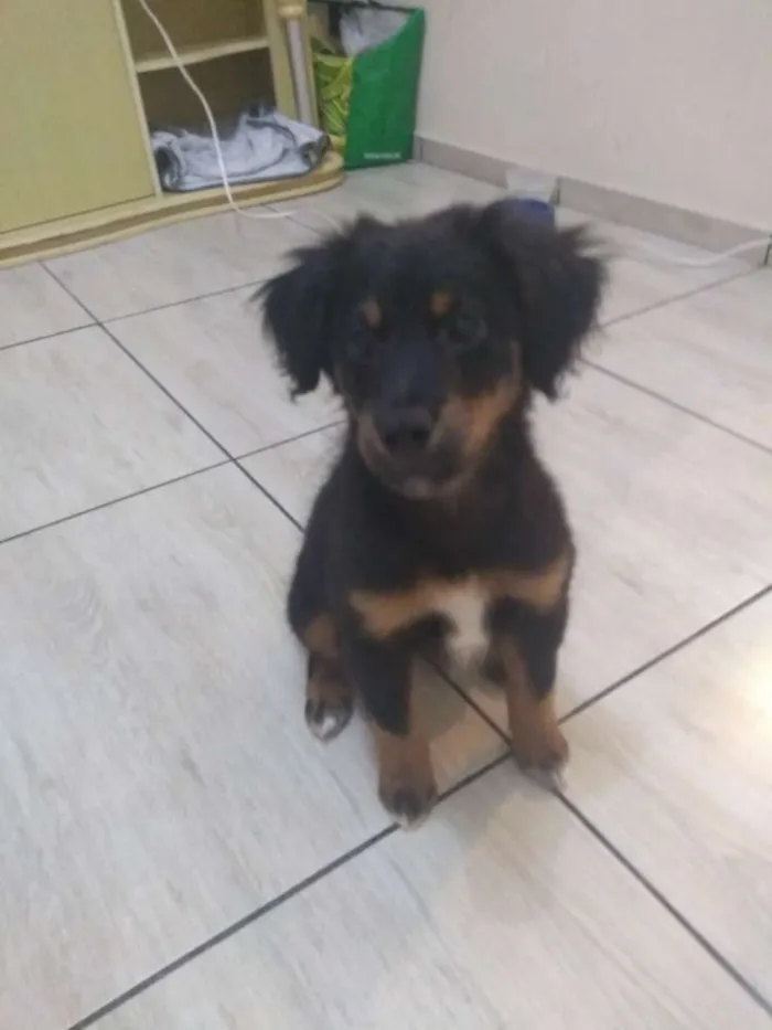 Cachorro ra a Mestiço idade 2 a 6 meses nome Mike