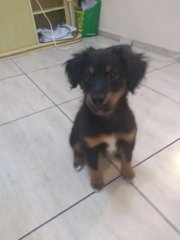 Cachorro ra a Mestiço idade 2 a 6 meses nome Mike