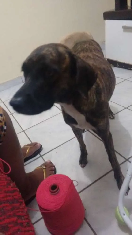 Cachorro ra a Vira lata idade 3 anos nome Neguinha