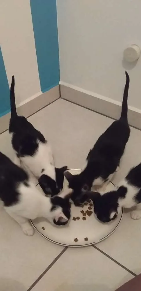 Gato ra a Viralata idade 2 a 6 meses nome  Amará anne naely bi