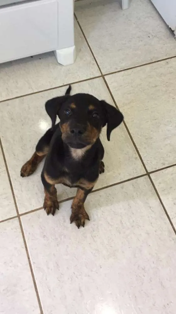 Cachorro ra a Mestiça  de rootvailer idade 2 a 6 meses nome Diana