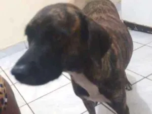 Cachorro raça Vira lata idade 3 anos nome Neguinha