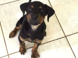 Cachorro raça Mestiça  de rootvailer idade 2 a 6 meses nome Diana