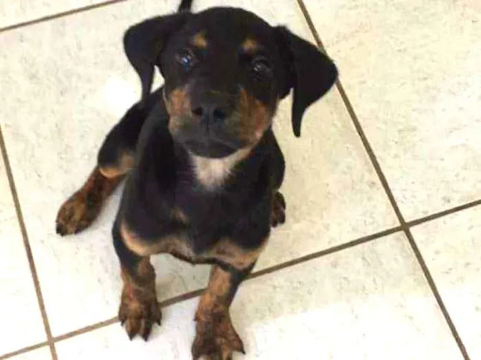 Cachorro ra a Mestiça  de rootvailer idade 2 a 6 meses nome Diana