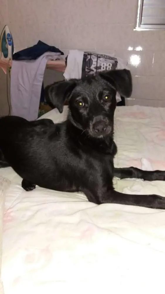 Cachorro ra a Sem raça definida idade 2 a 6 meses nome Princesa