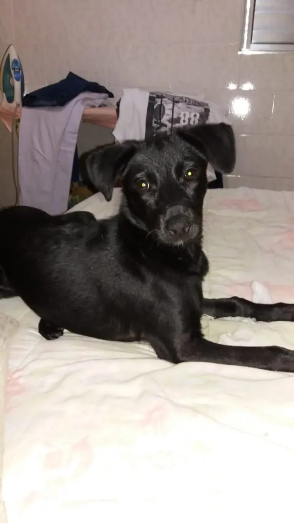 Cachorro ra a Sem raça definida idade 2 a 6 meses nome Princesa