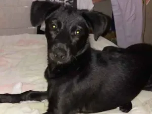 Cachorro raça Sem raça definida idade 2 a 6 meses nome Princesa