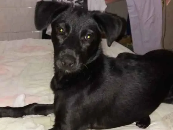 Cachorro ra a Sem raça definida idade 2 a 6 meses nome Princesa