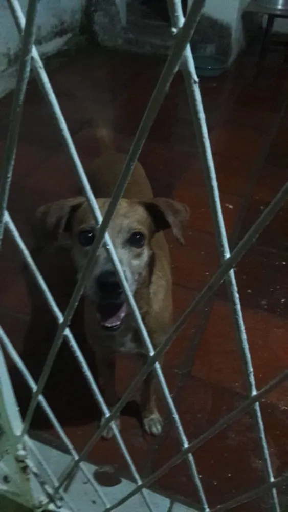 Cachorro raça Sem raça definida  idade 2 anos nome Valente