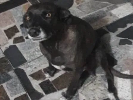 Cachorro raça Sem raça definida  idade 2 anos nome Valente