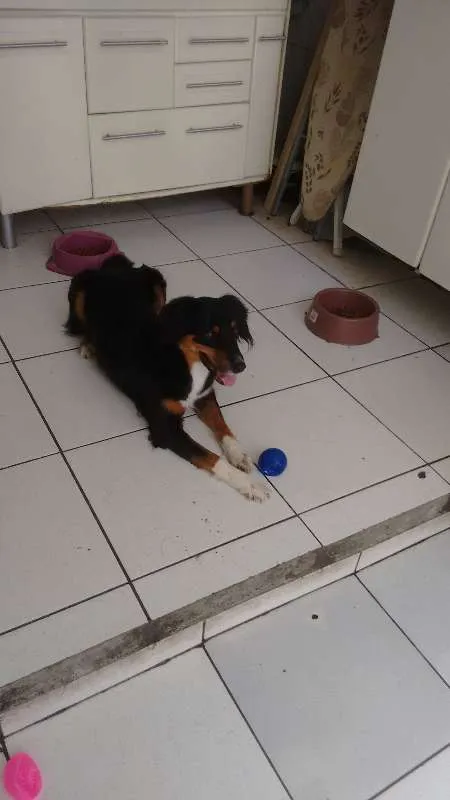 Cachorro ra a SRD idade 4 anos nome Louie