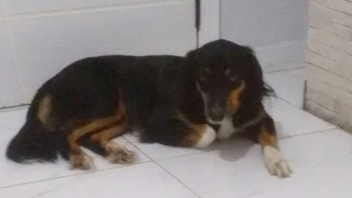 Cachorro ra a SRD idade 4 anos nome Louie