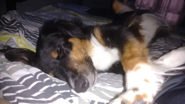 Cachorro ra a SRD idade 4 anos nome Louie