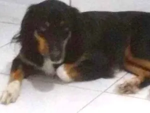 Cachorro raça SRD idade 4 anos nome Louie