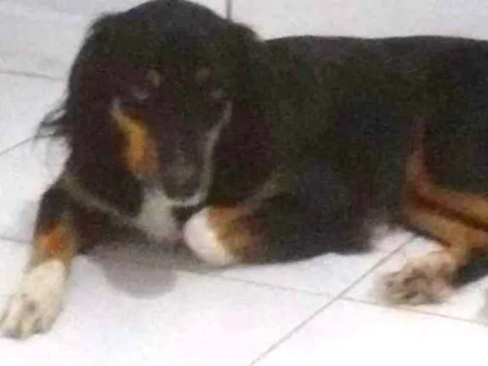 Cachorro ra a SRD idade 4 anos nome Louie
