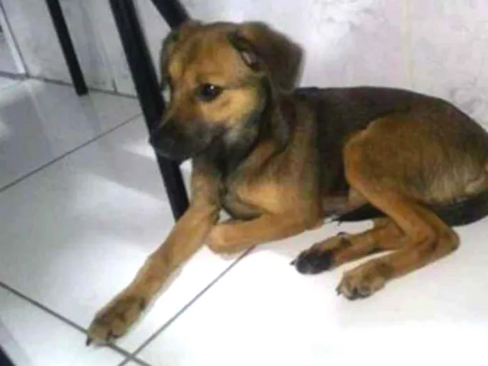 Cachorro ra a srd idade 2 a 6 meses nome Luna