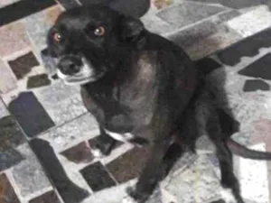 Cachorro raça Sem raça definida  idade 2 anos nome Valente